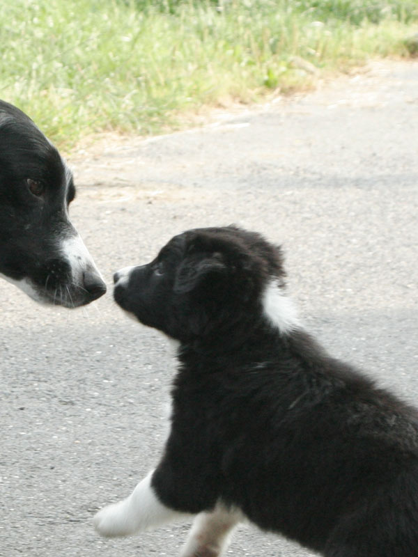 Welpenmama Border Collie