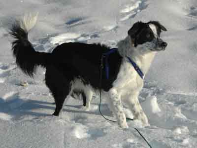 Border Collie Flegelalter