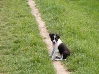 Border Collie kommt nicht