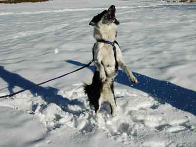 Border Collie Schleppleine