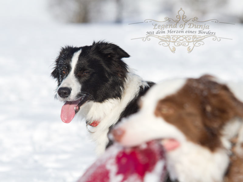 border Collie Junghund