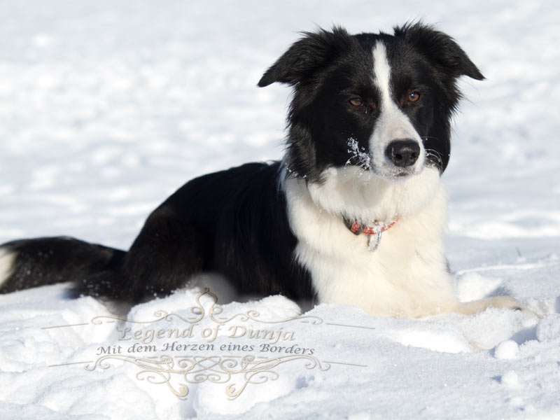 Border Collie Schnee