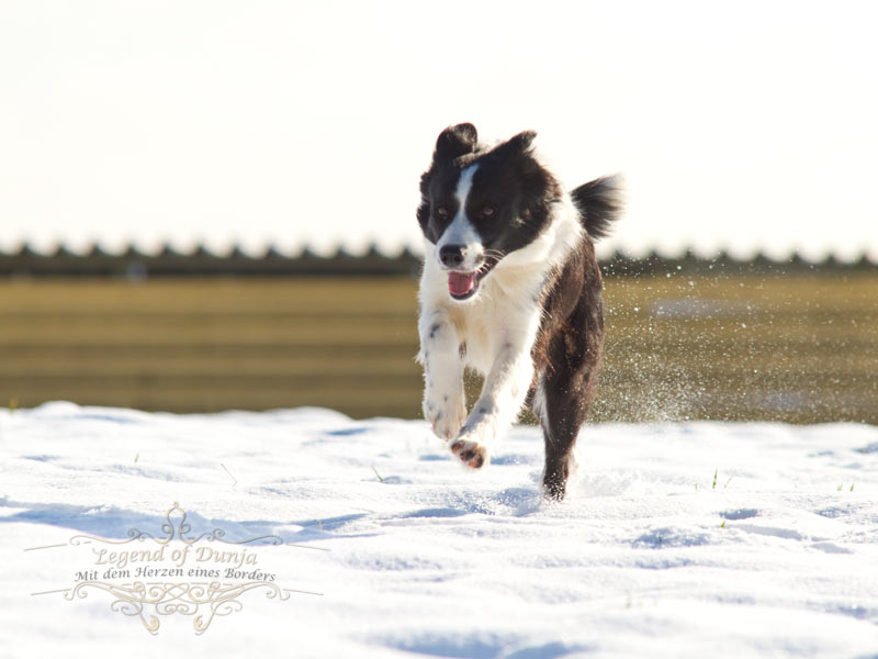 Border Collie schwarz weiss mottled