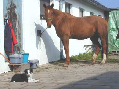 Reitbegleithund Border-Collie