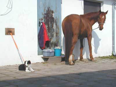 Border Collie Welpe mit Pony