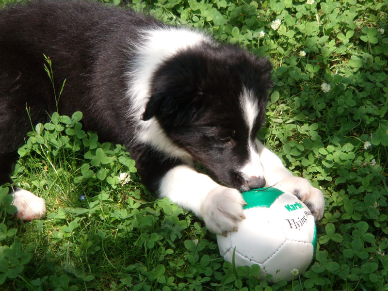 Border Collie Welpe und sein Ball