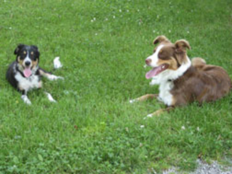 Colliewelpe fremder Hund