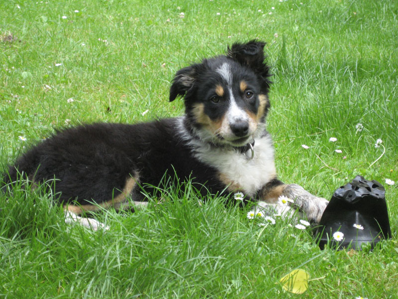 intelligenter-border-collie