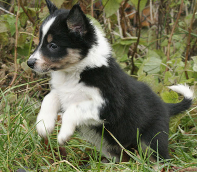 pfiffiger Border Collie Welpe in Freiheit