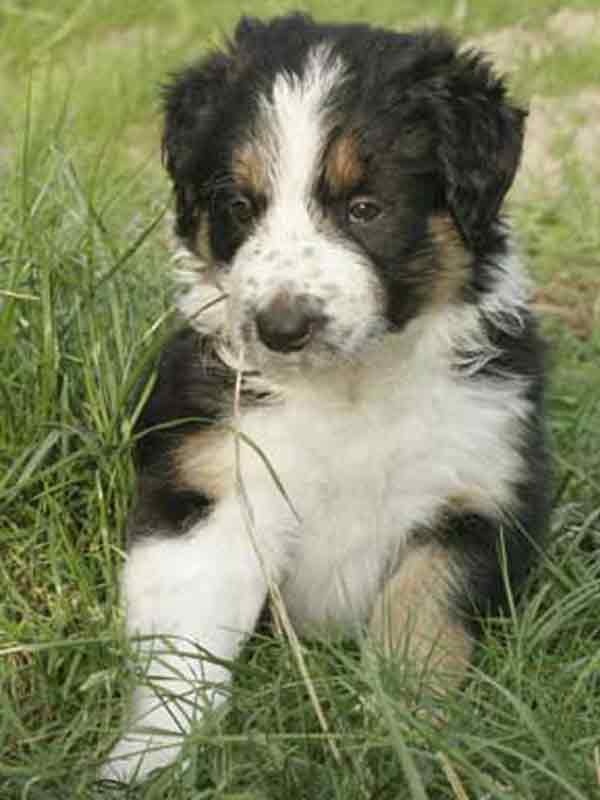 gebuersterer border collie 