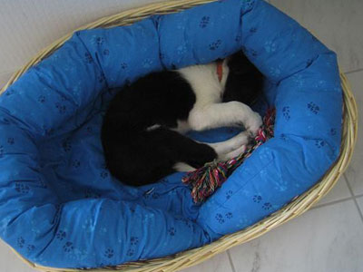 schlafender Border Collie Welpe