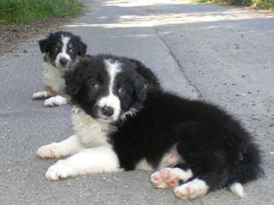 Border Collie Welpen