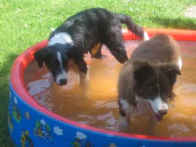 Collie Welpe im Wasser