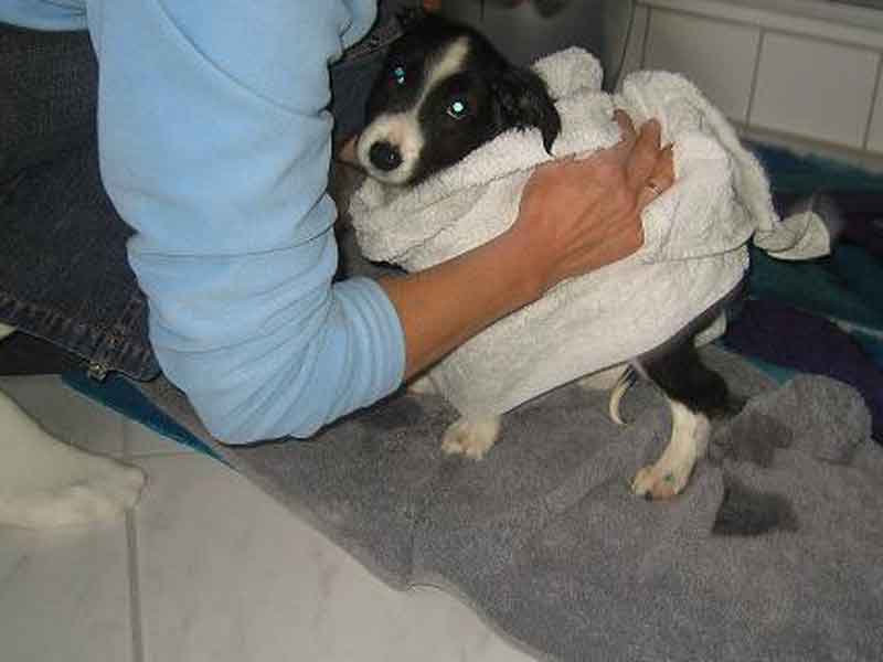 Border Collie Welpen abtrocknen