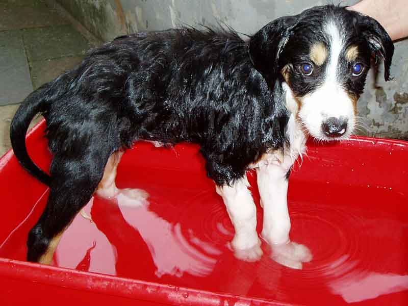 Welpen stinkt baden