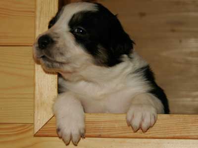 Border Collie Wufbox