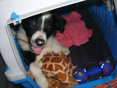 Welpentransportbox