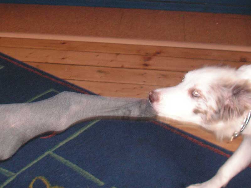 Welpe zerrt an Socken