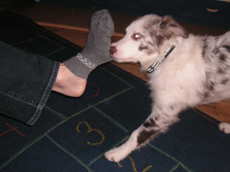 Border Collie Welpe reisst an Socken