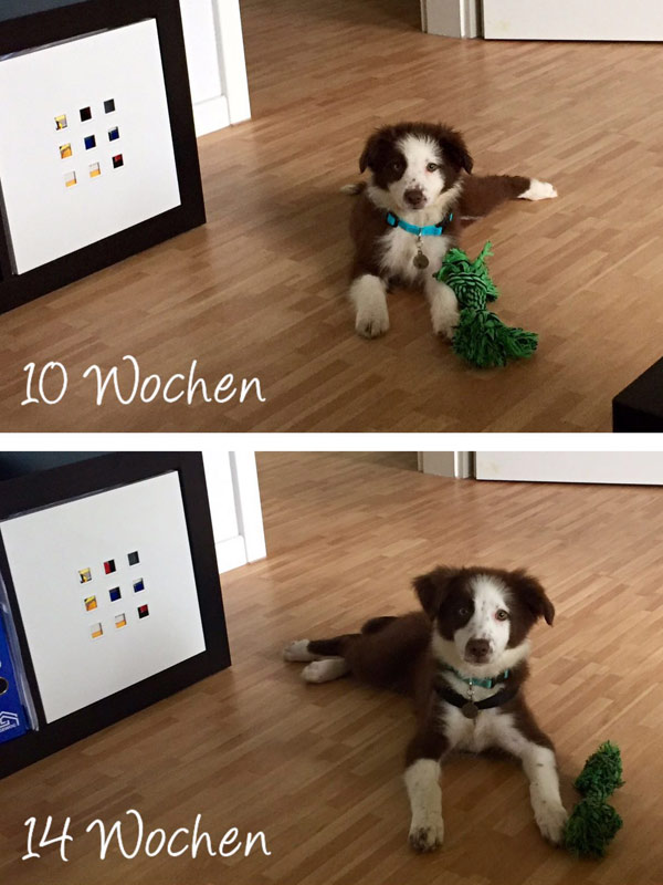 wachsender border collie welpe