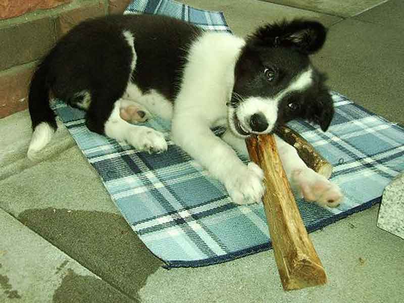 Border Collie Welpen Holz