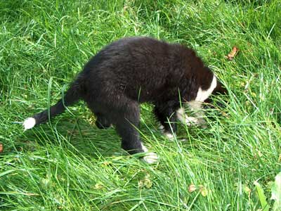 Pippimachplatz Welpe