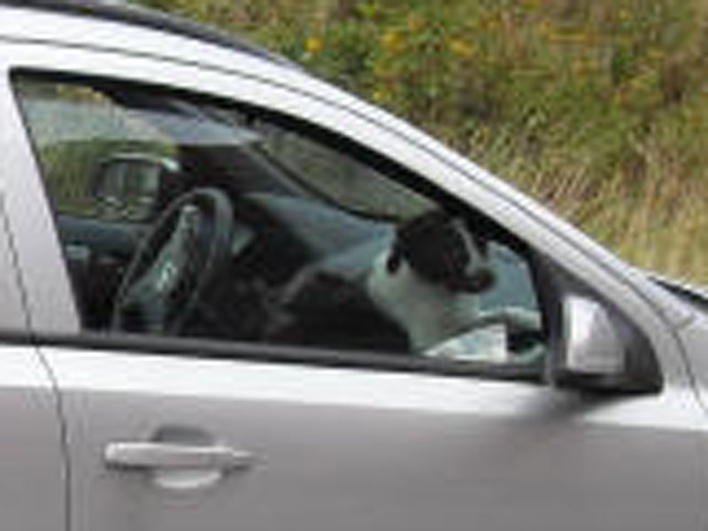 Welpe im Auto