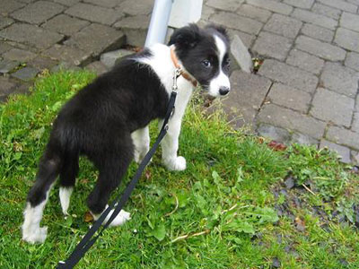 Welpe macht draussen Pippi