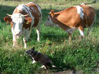 Border Collie Welpe Kühe