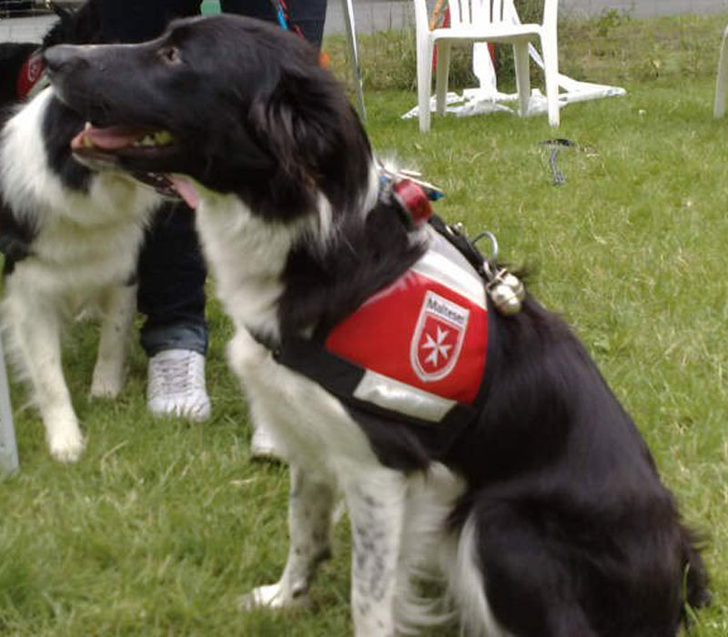 Rettungshundearbeit Border Collie