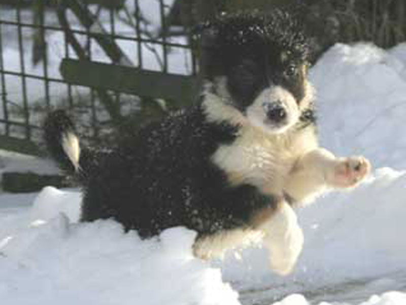 border-collie-welpe-kaufen