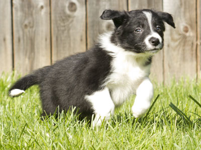 Border collie welpen kaufen