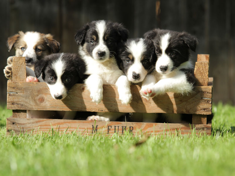 Hundewelpen in Zoohandlungen