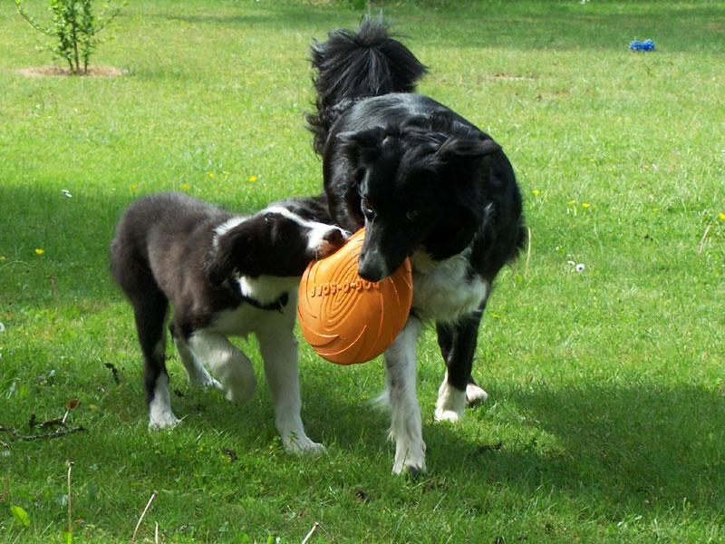 Border Collie Zucht Sozialisierung