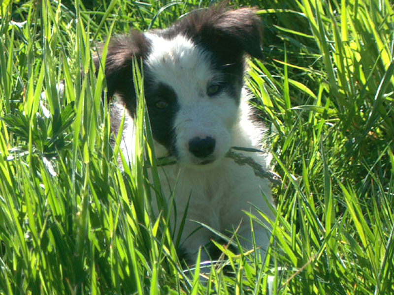 Border Collie Welpenschule