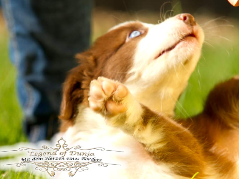 Border Collie blaue Augen