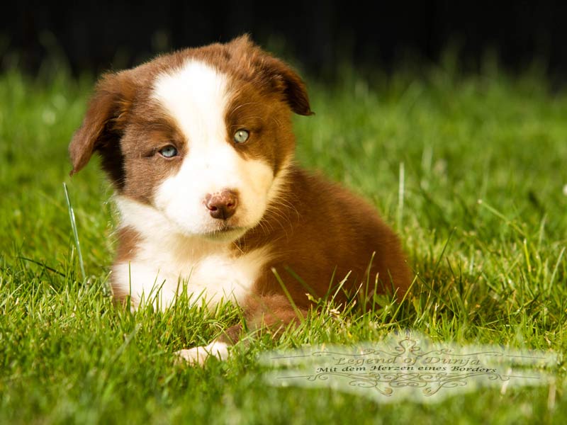 border collie blick legend of dunja