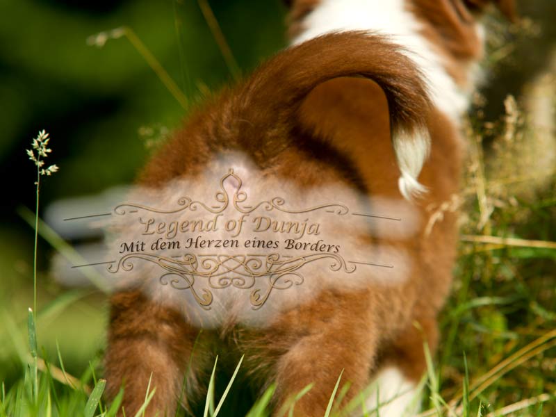 Border Collie Hintern