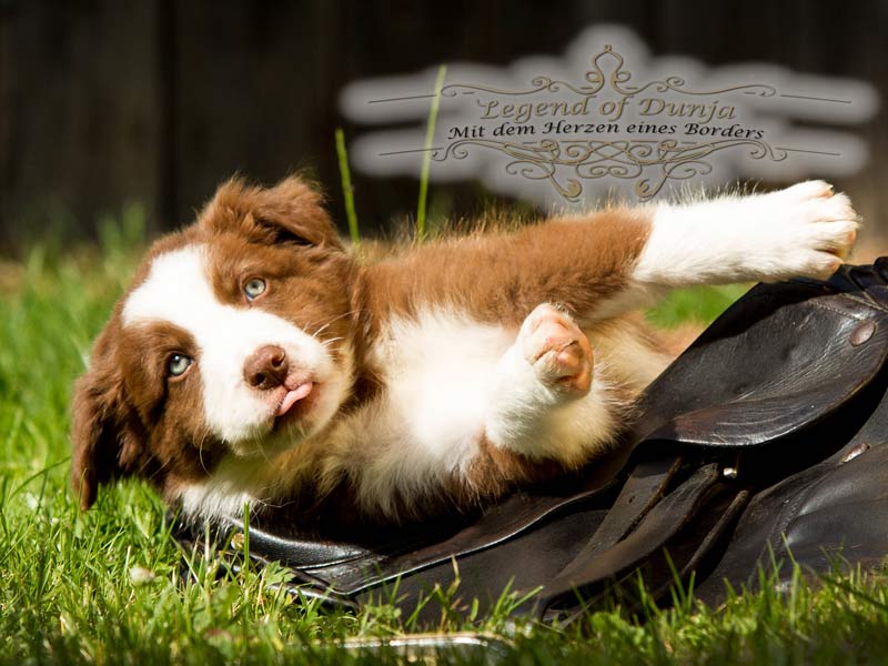 Border Collie Welpe Legend of Dunja