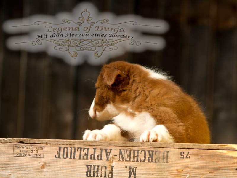 fotografie border collie