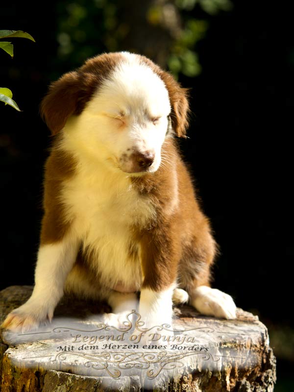 Träumender Border Collie Welpe