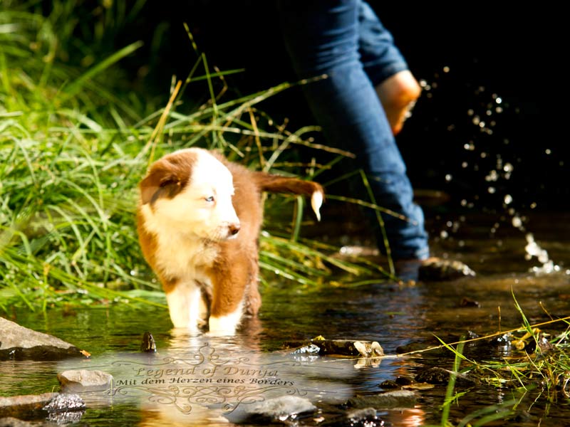 Welpen im Wasser