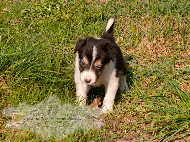 Border Collie Legend from Dunja