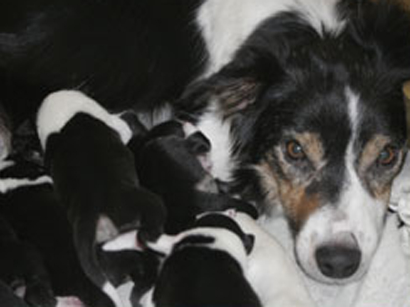 Border Collie mit Welpen