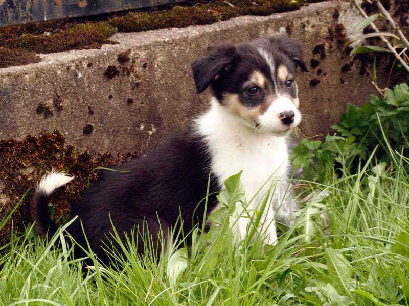 Border Collie Rüde Rick