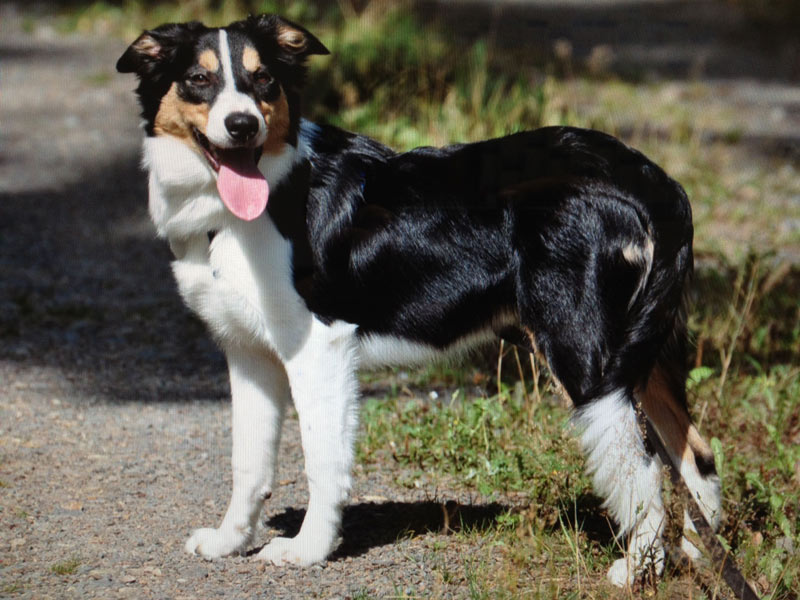 Border Collie tricolor mittellang