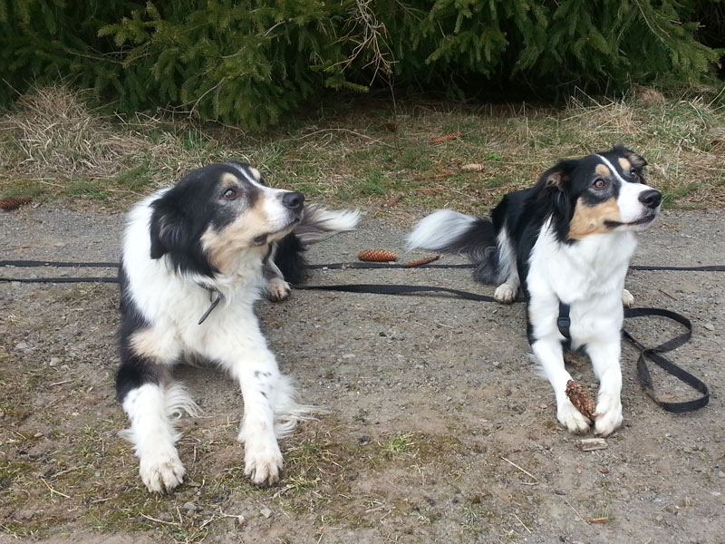 Border Collies tricolor