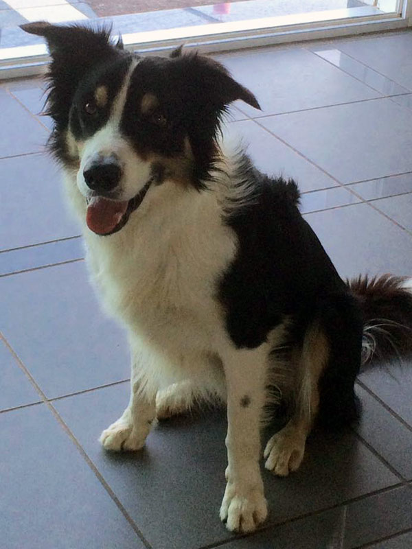 Rüde tricolor Border Collie