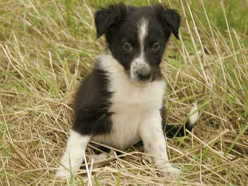 Border Collie Welpe Maebh