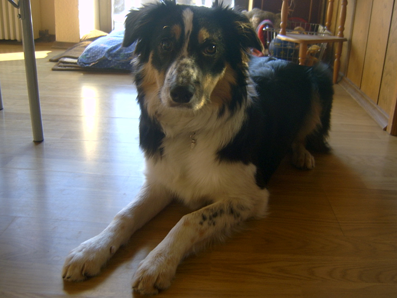 Border Collie tricolor Kira